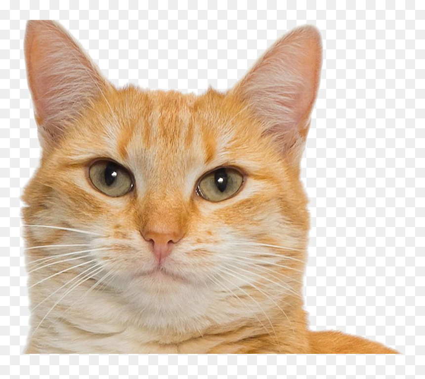 Cats Png Image File - Cats Of Washington State, Transparent Png - cats.png
