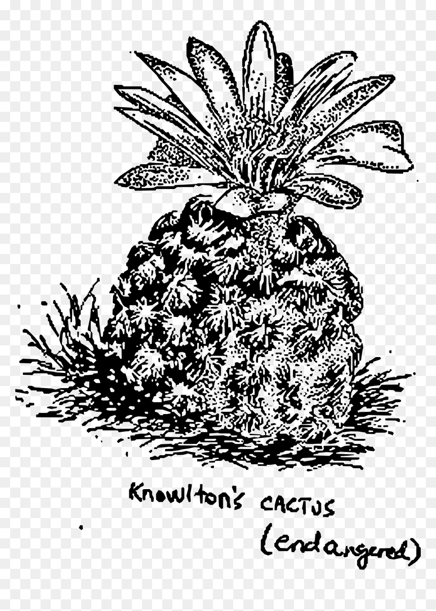 Transparent Pineapple - Knowlton Cacti Drawing, HD Png Download - pineapple .png