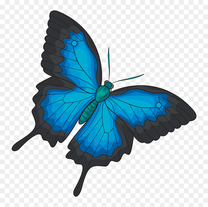 Ulysses Butterfly, HD Png Download - butterfly .png