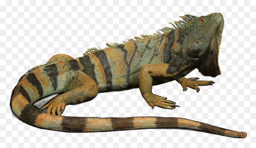 From Alligator Head Mounts To Turtle Taxidermy Mounts, - Green Iguana, HD Png Download - alligator head png
