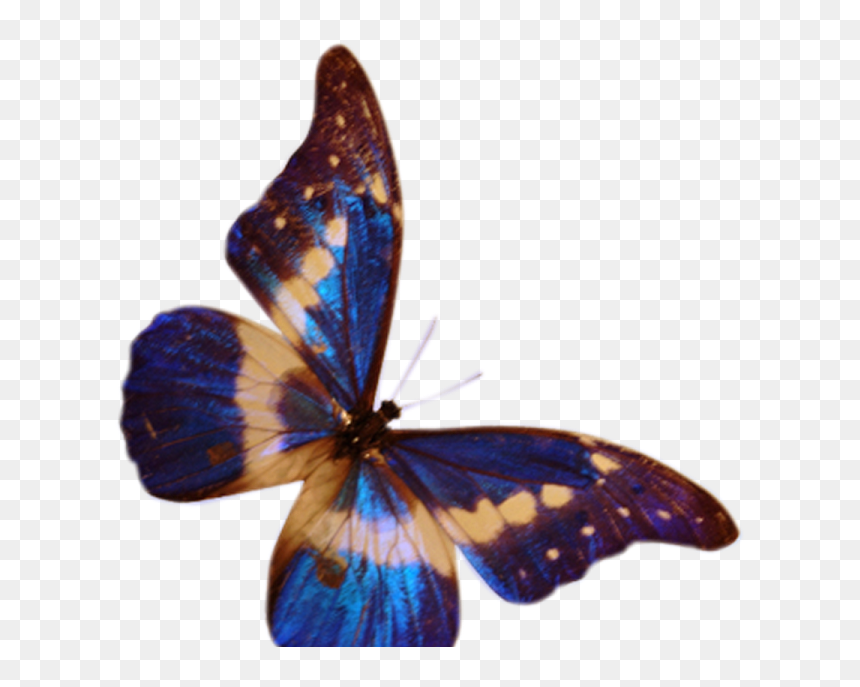 Clip Art, HD Png Download - butterfly .png