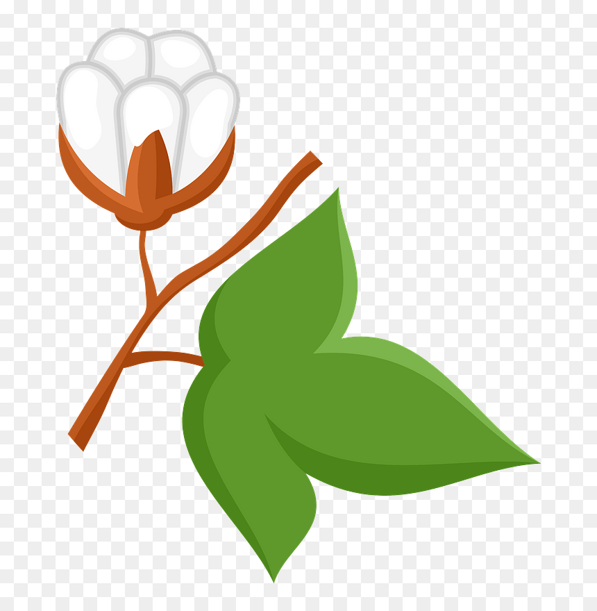 Illustration, HD Png Download - cotton plant png