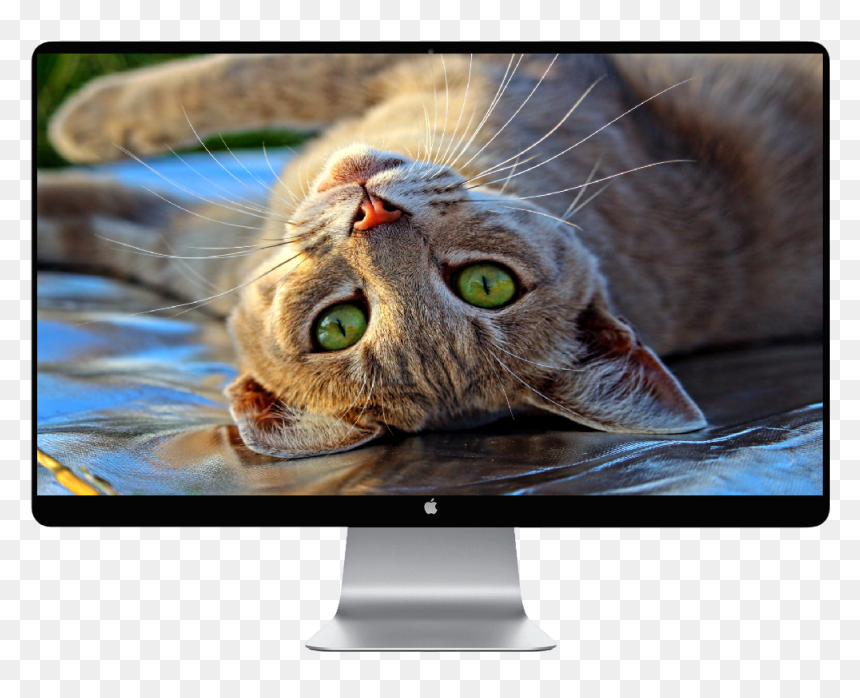 Happy Cat , Png Download - Unusual Cat Facts, Transparent Png - happy cat png