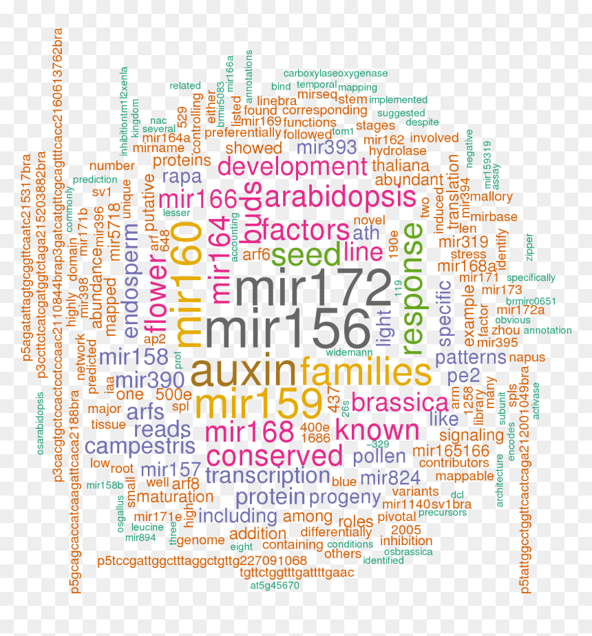 Stem Loop Sequence Bra Mir167b - English Word Photo Png, Transparent Png - photo collage png