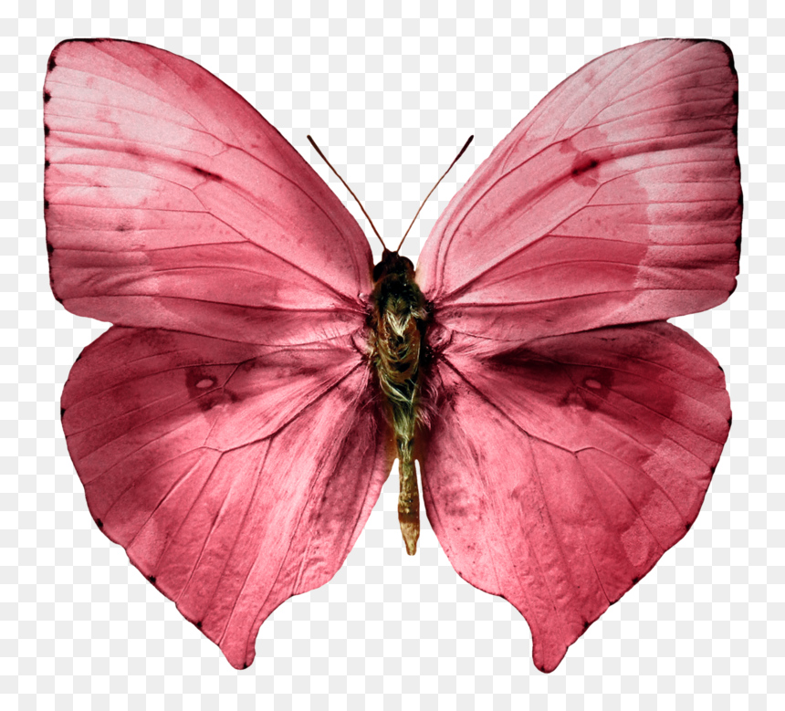 Dusty Pink Butterfly, HD Png Download - butterfly .png