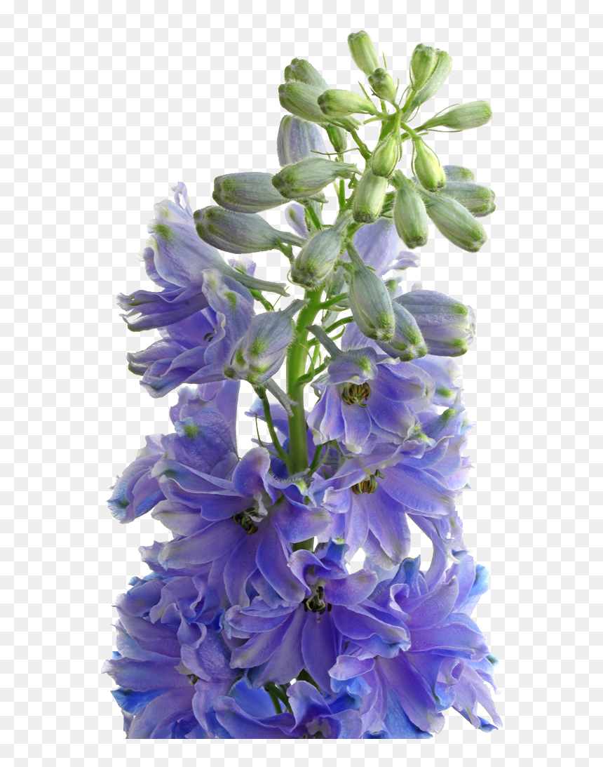 Bouquet, HD Png Download - triton png