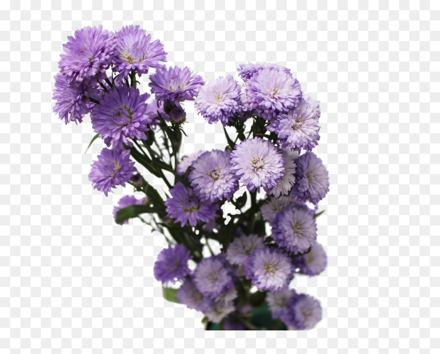 Aster Flowers Aster Flowers, HD Png Download - aster png