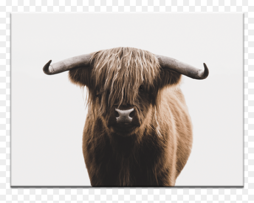 Plakat Krowy, HD Png Download - bull horn png