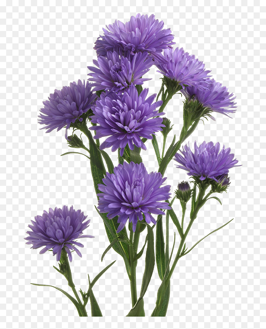 Aster, HD Png Download - aster png