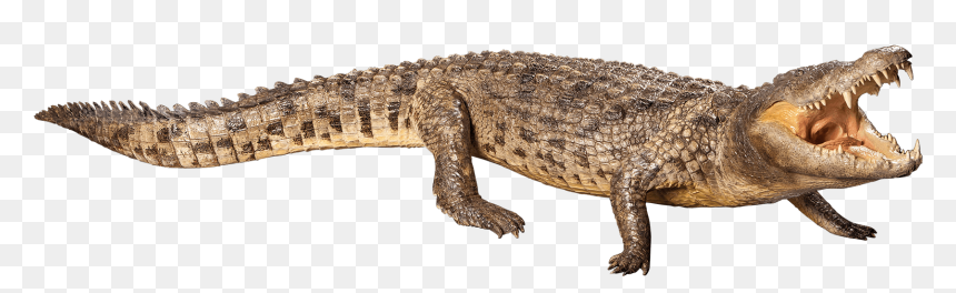Crocodile Full Size Mount - Crocodile, HD Png Download - alligator head png