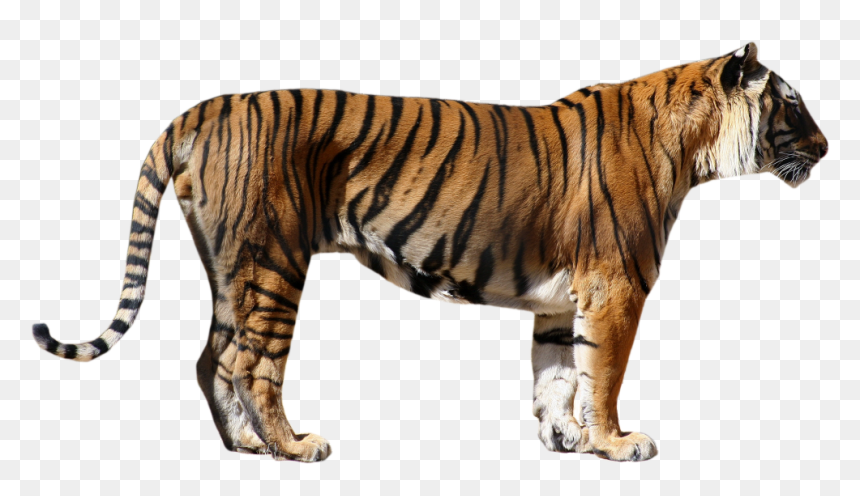 Tiger Paw Side View, HD Png Download - tigre png