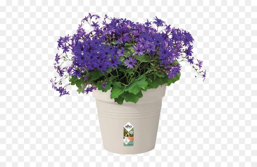 Fleurs Jardinière, HD Png Download - cotton plant png