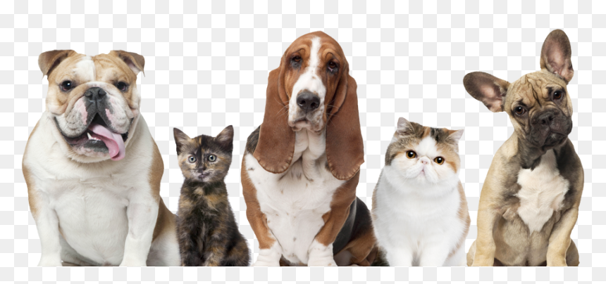 Pets Cats And Dogs, Hd Png Download - Dogs And Cats Pets, Transparent Png - aspca logo png