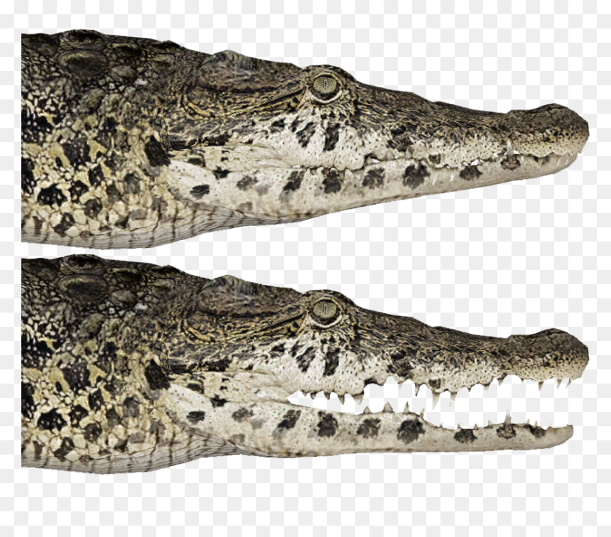 American Crocodile, HD Png Download - alligator head png