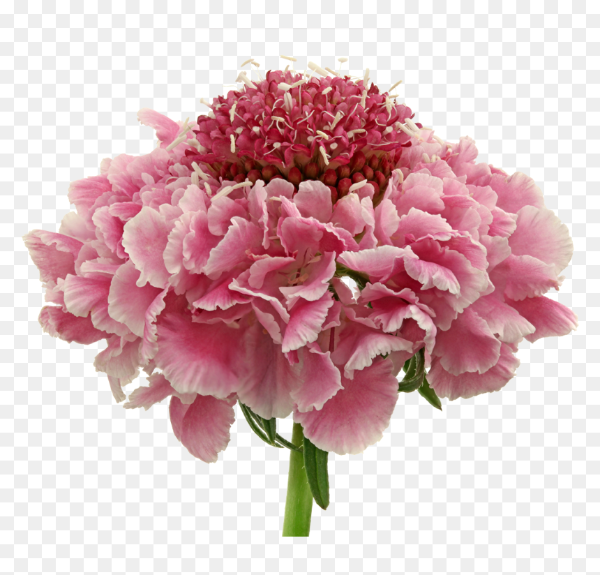 Bouquet, HD Png Download - cotton plant png