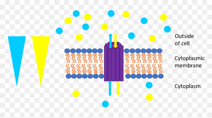 File - Antiport - Antiporter With Concentration Gradient, HD Png Download - outside png