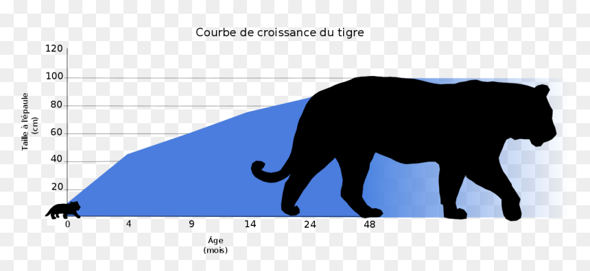 Croissance Tigre, HD Png Download - tigre png