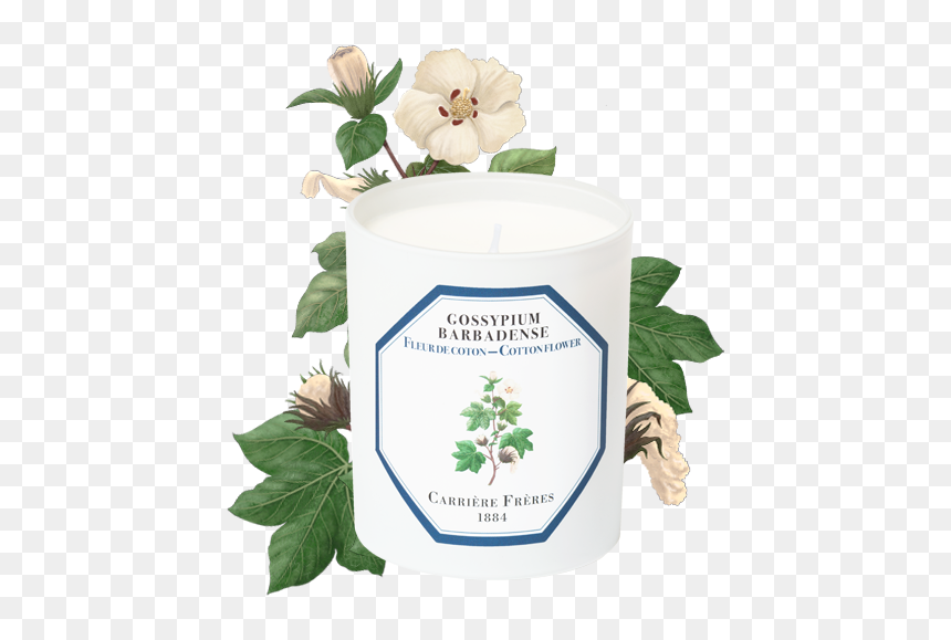 Carriere Freres Cotton Flower, HD Png Download - cotton plant png
