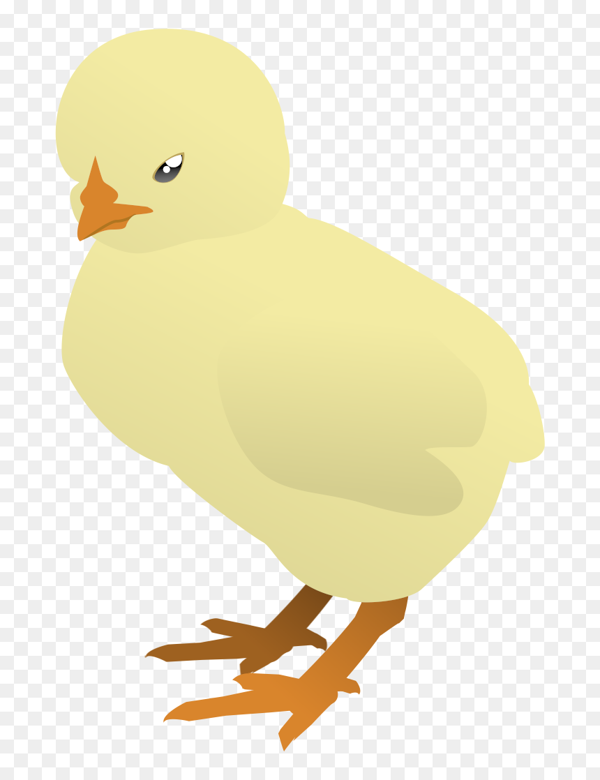Baby Chicken Png, Transparent Png - baby chicken png