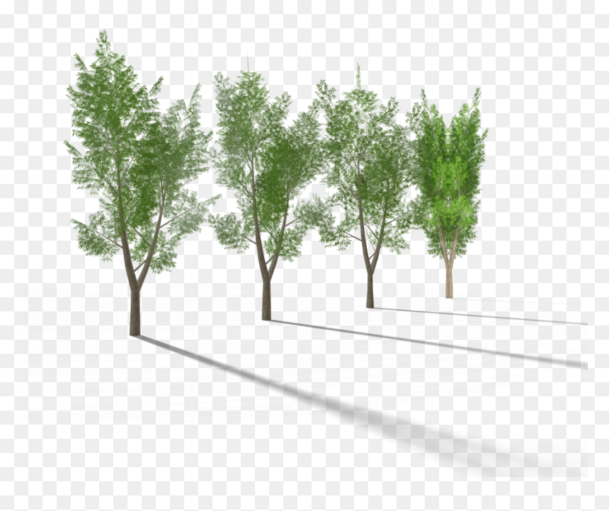 5 Eucalyptus Tree 3 Royalty-free 3d Model , Png Download - Pond Pine, Transparent Png - eucalyptus tree png