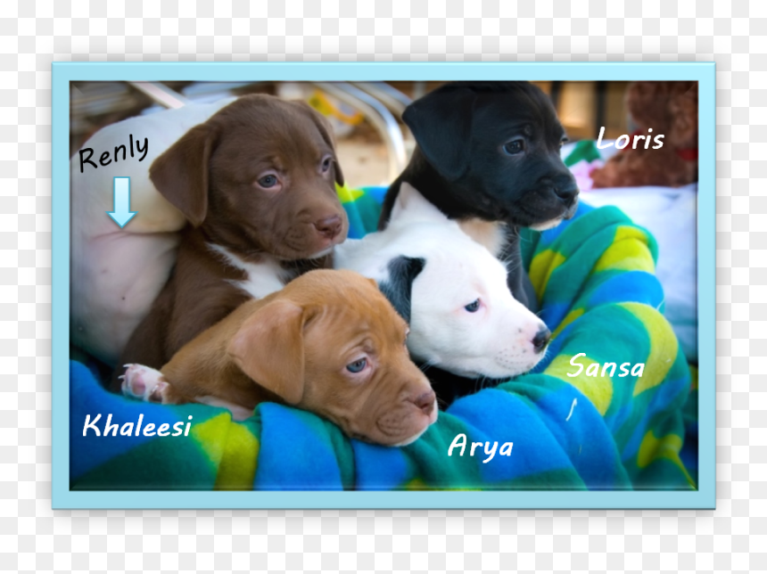 Meet The Newest Stepping Stones Puppies - Vizsla, HD Png Download - stepping stones png