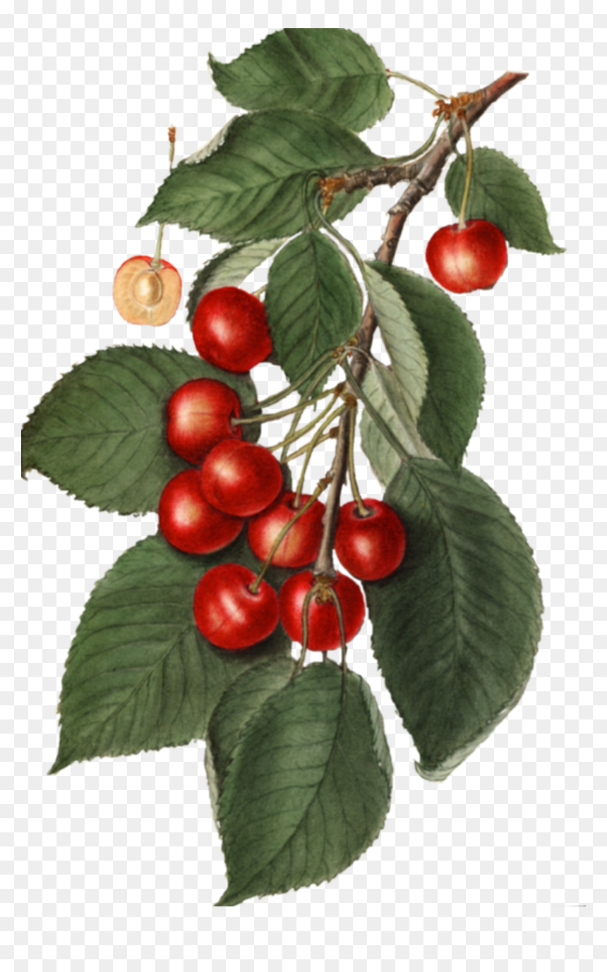 Cherry, HD Png Download - vintage background png