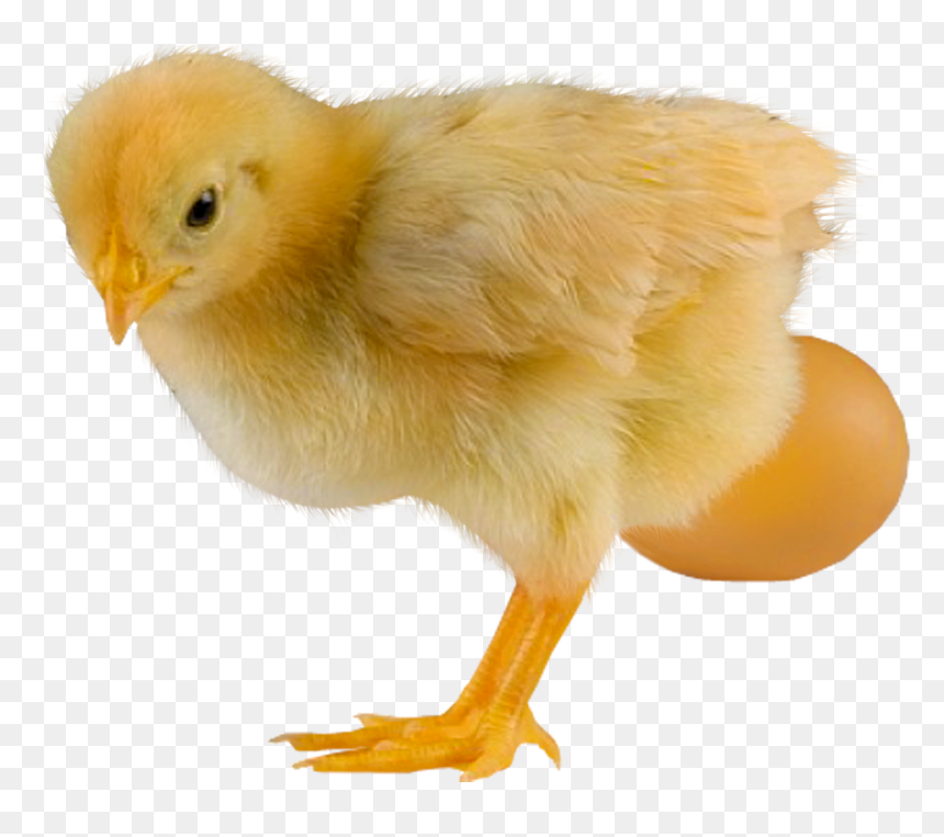 Baby Chicken Png, Transparent Png - baby chicken png