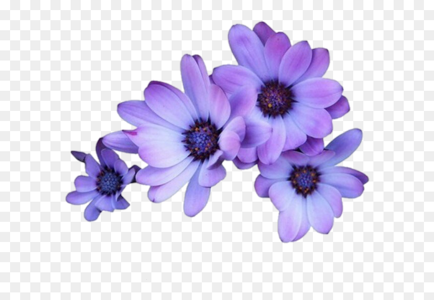 Purple Flowers Transparent Background, HD Png Download - daisy png tumblr