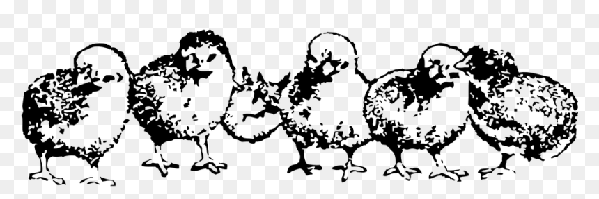 Clipart Chicken And Chicks Black And White, HD Png Download - baby chicken png