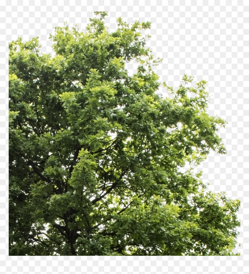 Transparent Background Tree Png, Png Download - oak trees png