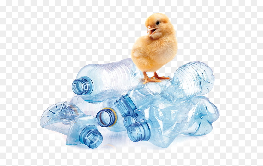 Chicken, HD Png Download - worldstar logo png
