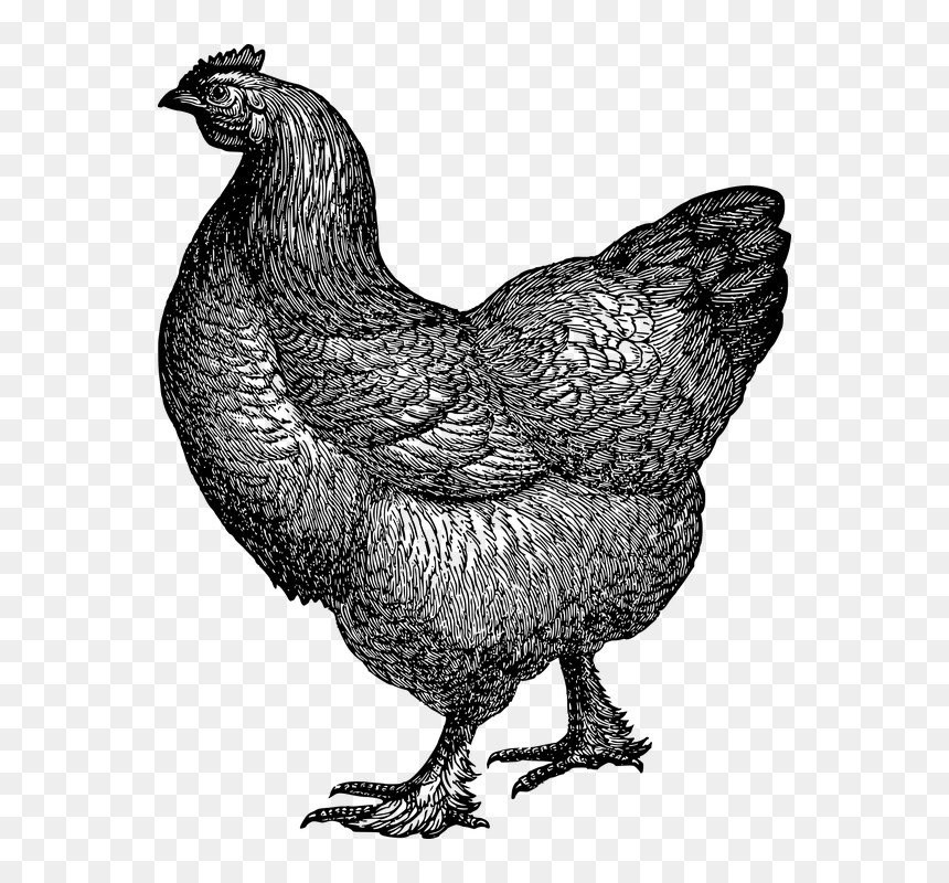 Rooster, HD Png Download - vintage lines png