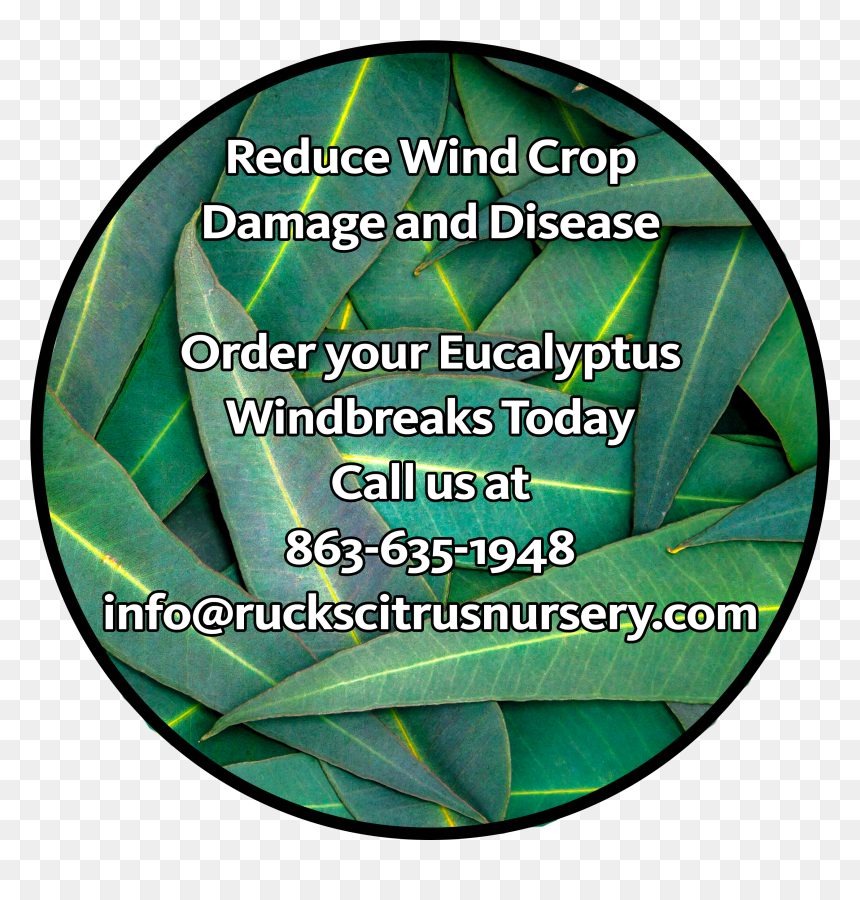Eucalyptus - Herb, HD Png Download - eucalyptus tree png