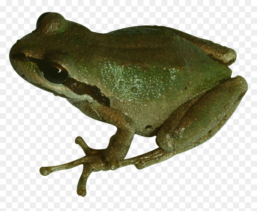 Frog Png - Pet Frog Transparent Background, Png Download - wednesday frog png
