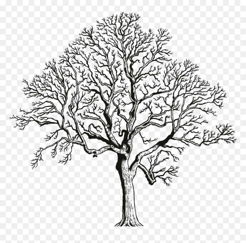 California Live Oak, HD Png Download - oak trees png