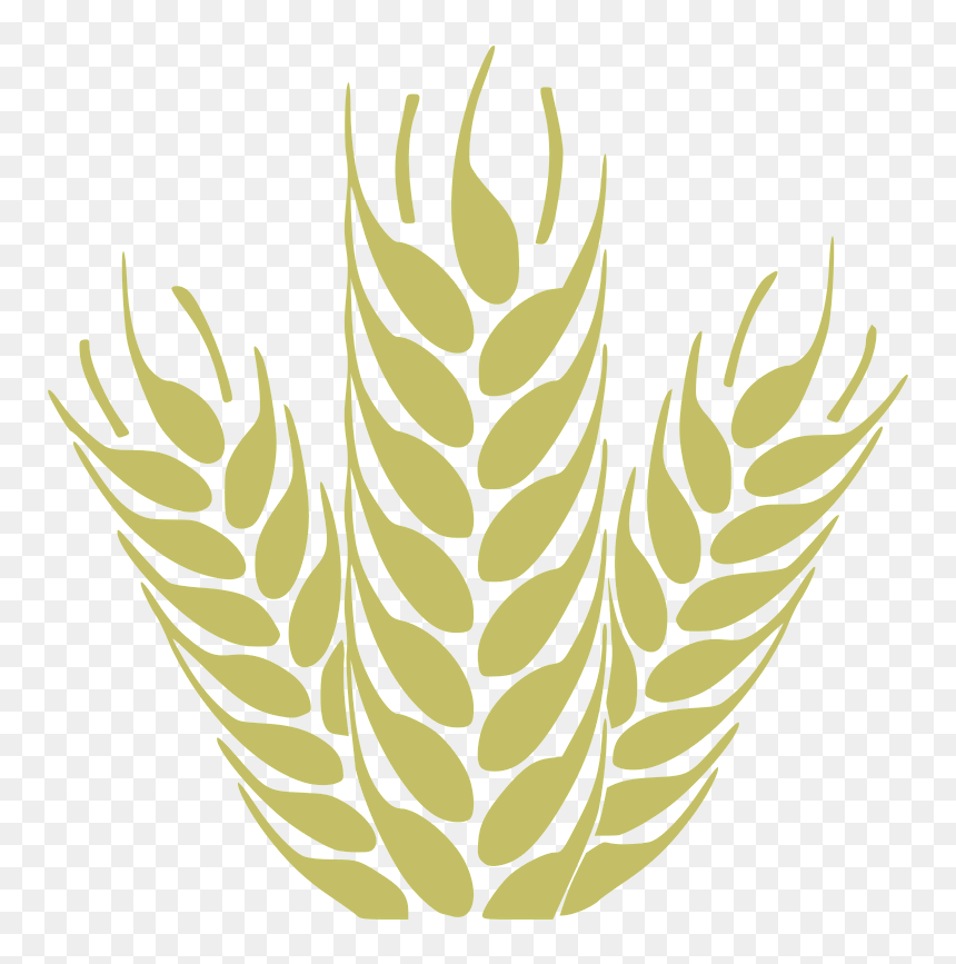 Heypik Support 1 Trego Wheat Easy Edit - Wheat Single Clipart Png, Transparent Png - espigas png