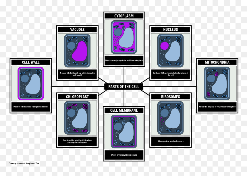 Parts Of A Plant Cell"
 Style="max-width - Cada Una De Las Partes De La Celula Vegetal, HD Png Download - plant cell png