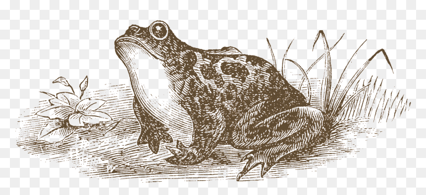 Eastern Spadefoot, HD Png Download - wednesday frog png