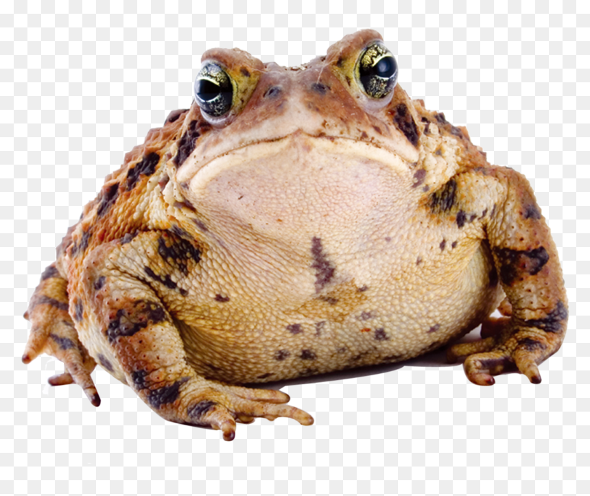 Frog Download Transparent Png Image - Ugliest Toad, Png Download - wednesday frog png