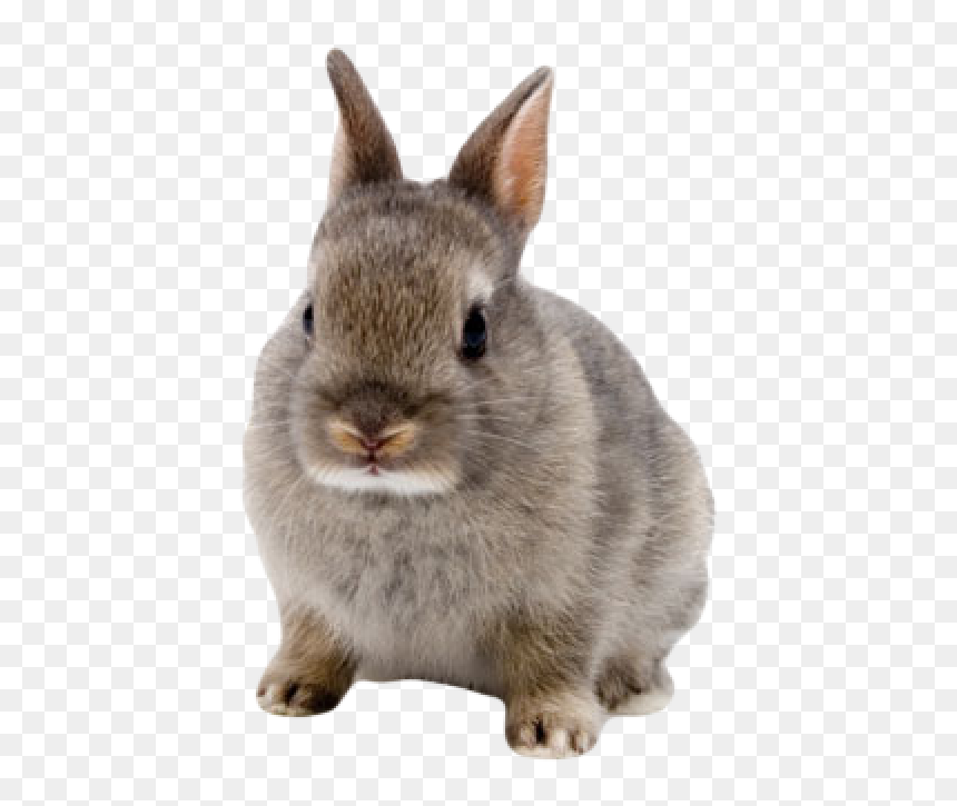 Rabbit Png Free Download - Netherland Dwarf Rabbits, Transparent Png - rabbits png