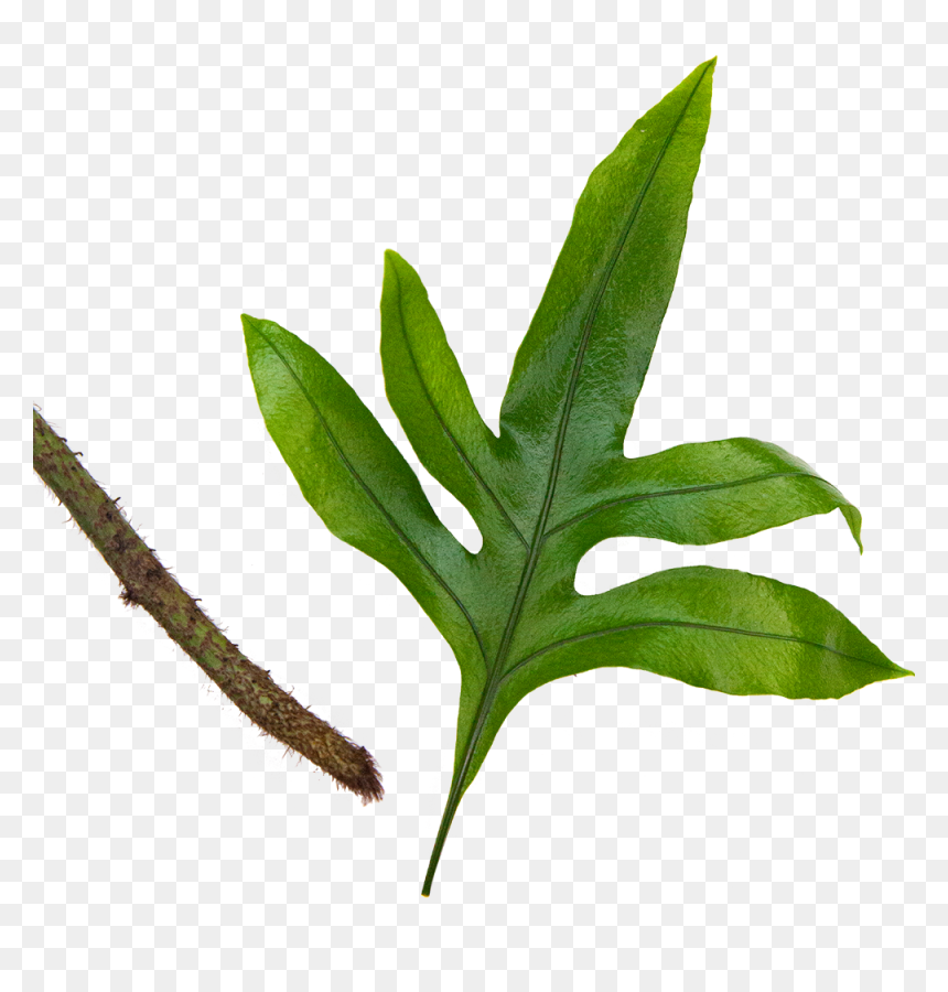 Fern Kangaroo Paw - Twig, HD Png Download - fern leaf png