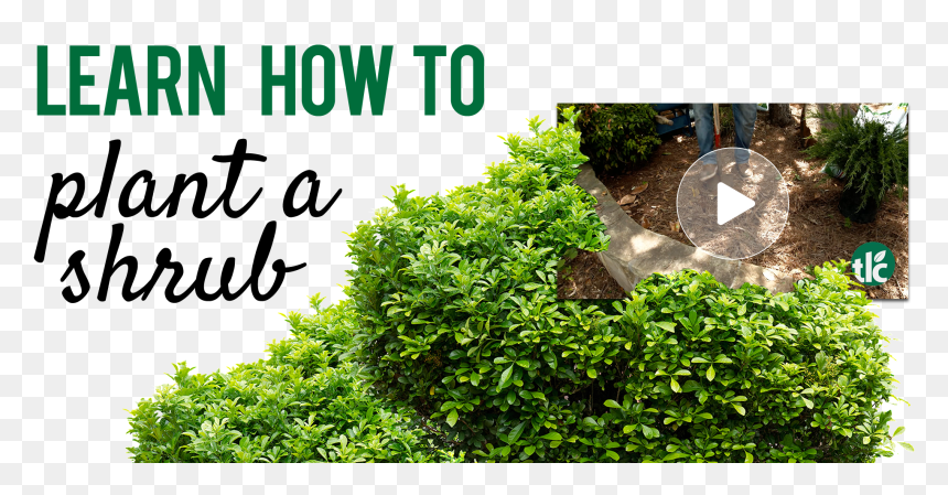 How To Plant A Shrub - Plane, HD Png Download - shrub silhouette png