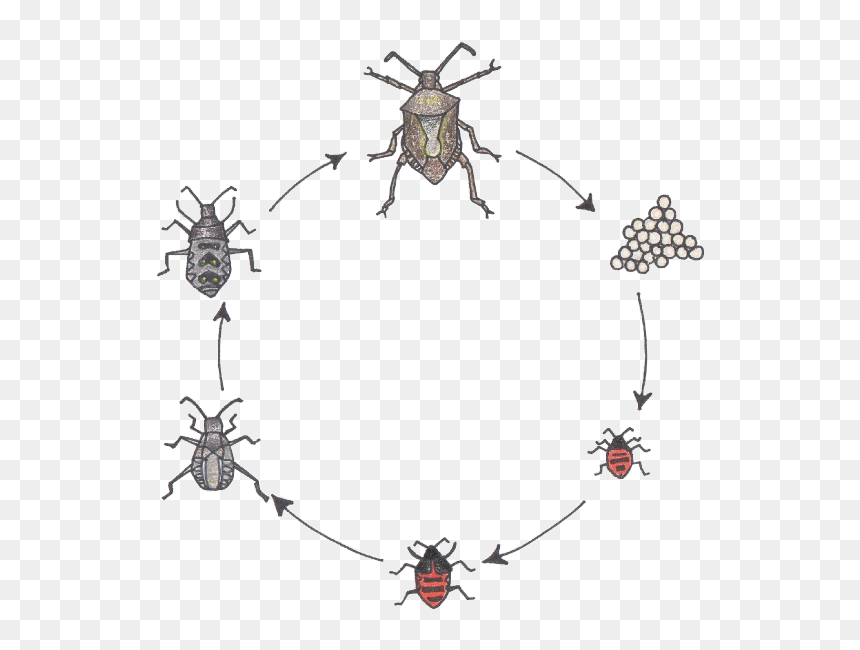 Beetle Transparent Smelly - Metamorphosis Of A Stink Bug, HD Png Download - stink png