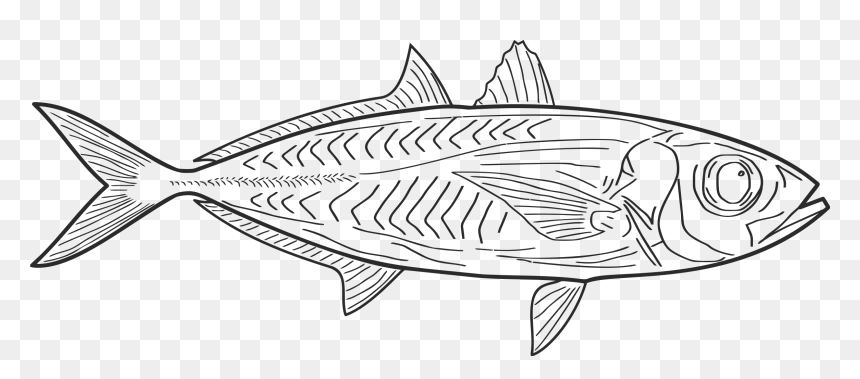 Fish Line Art Clip Arts - Vis Tekening, HD Png Download - fish clip art png