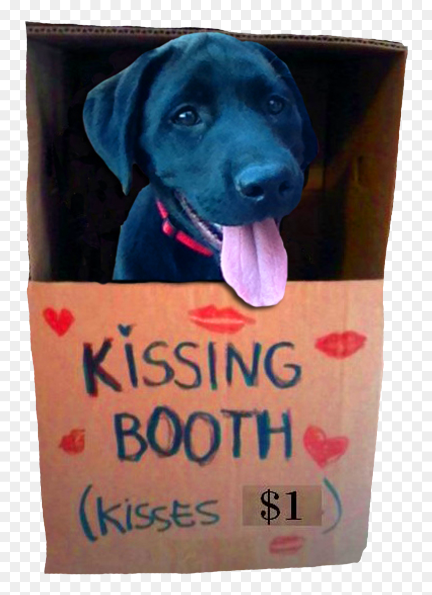 Cat In Kissing Booth, HD Png Download - black lab png