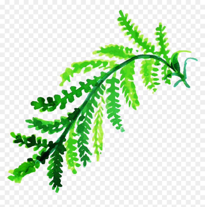 Clip Art, HD Png Download - fern leaf png