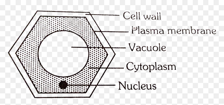 Circle, HD Png Download - plant cell png