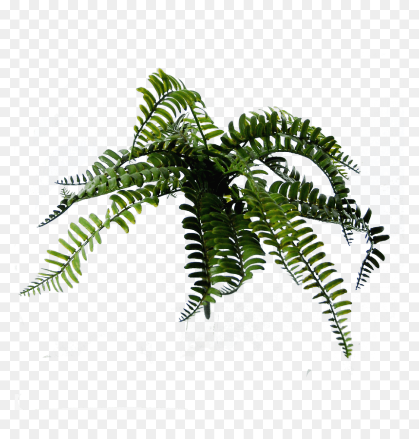 Fern, HD Png Download - fern leaf png