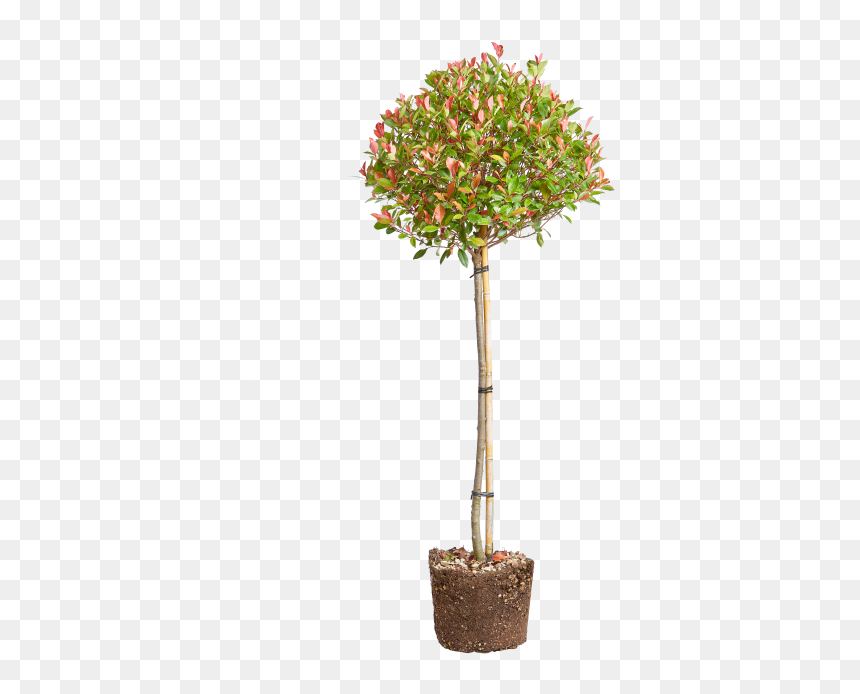 Red Robin - Bonsai, HD Png Download - red robin logo png