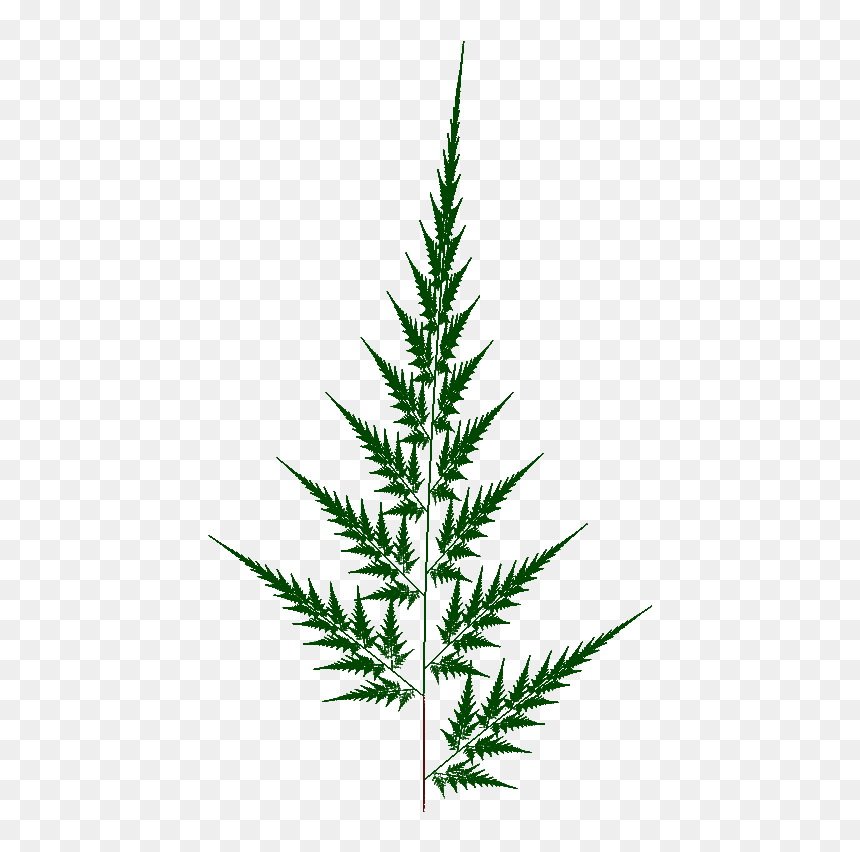 Fern2b - Spruce, HD Png Download - fern leaf png